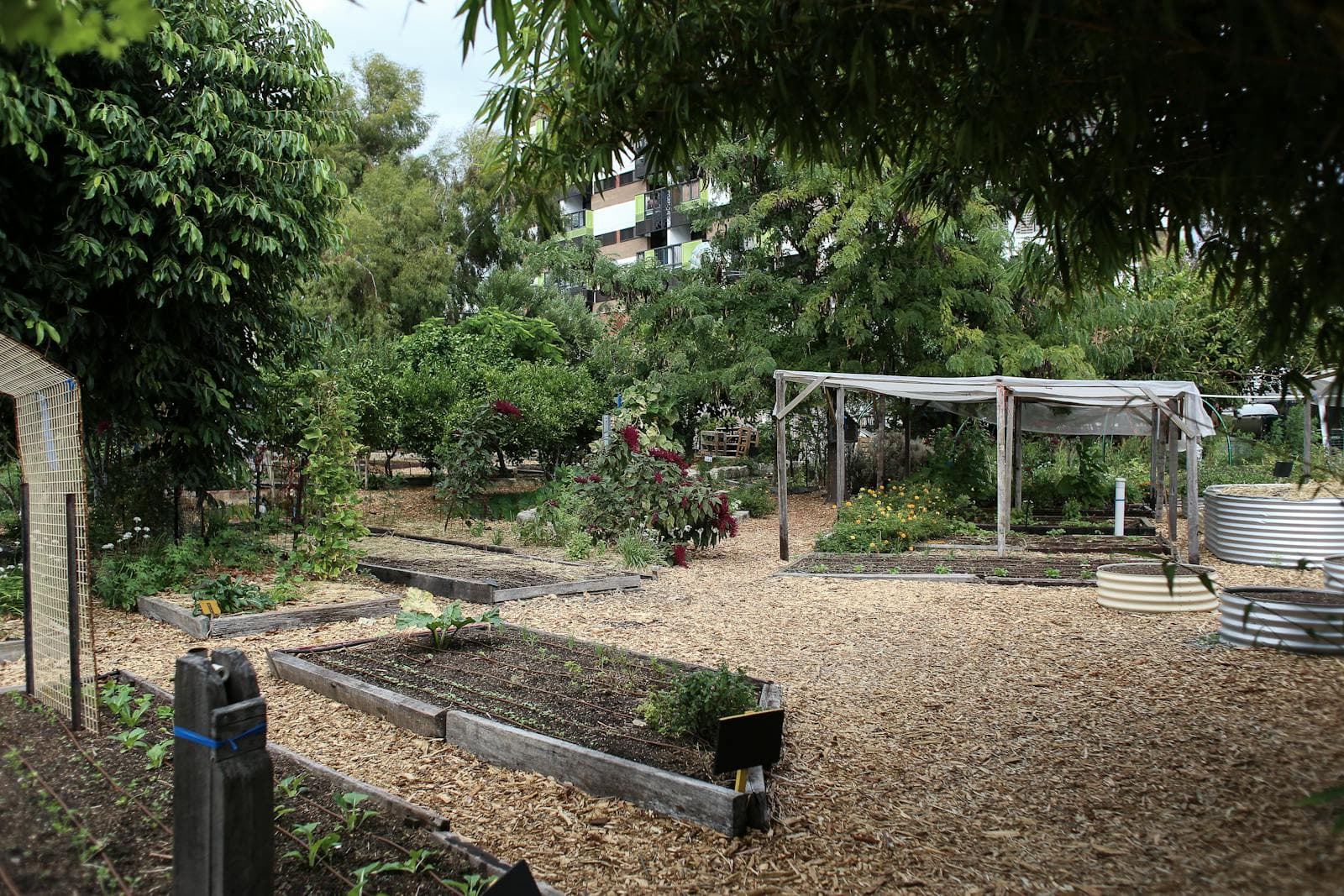 Cedar planter box with established plants in a garden