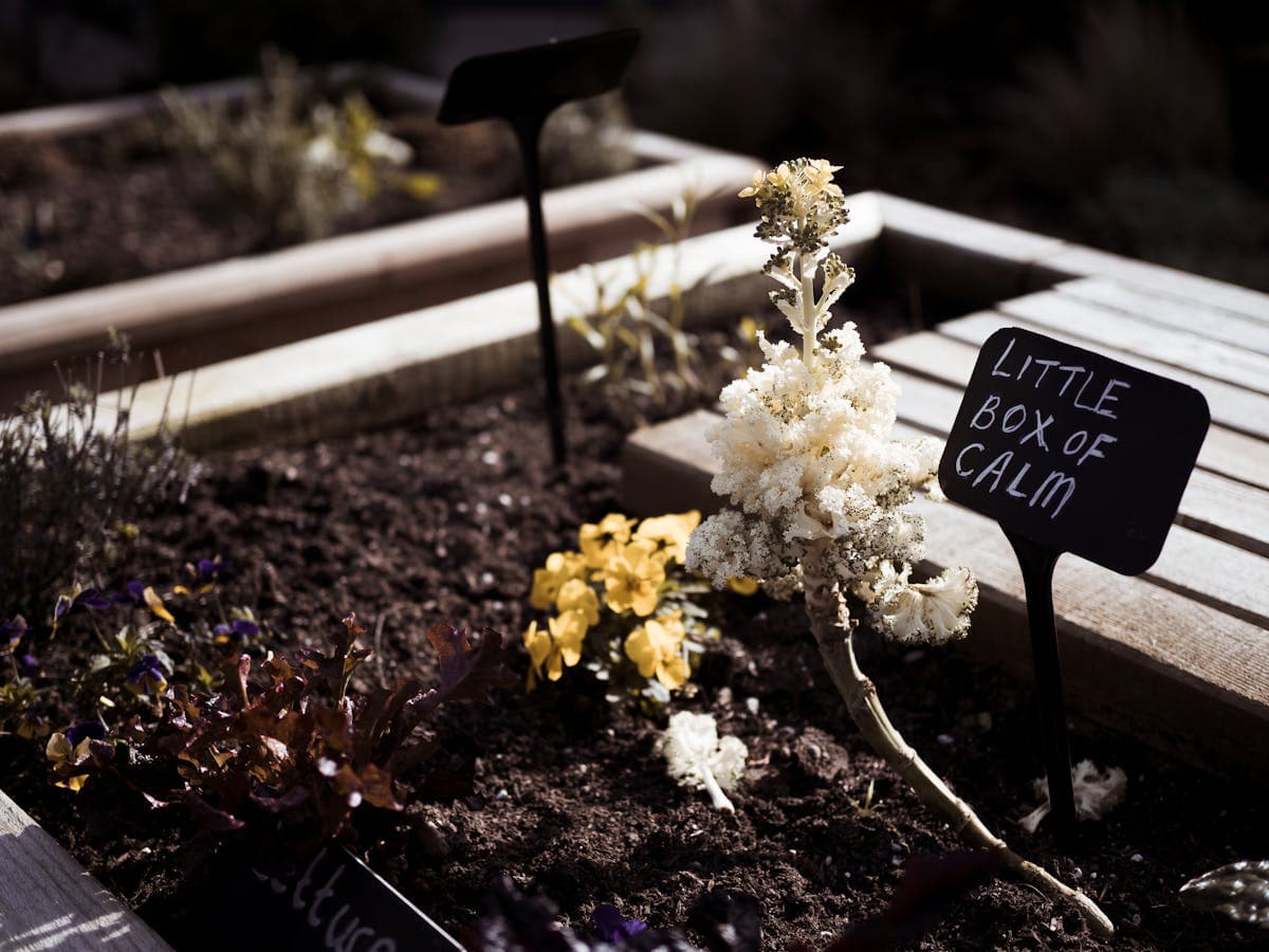 Double Sunny two-tier cedar planter box
