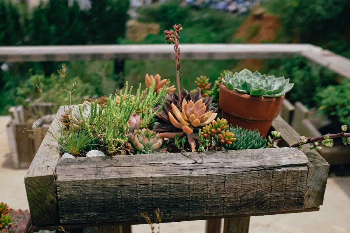 Tiny Sunny cedar planter box on a patio